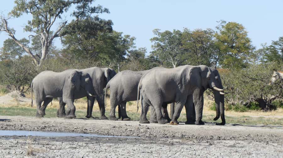 Victoria Falls: Hwange National Park Full-Day Safari - Lunch, bottled water, and a useful pause