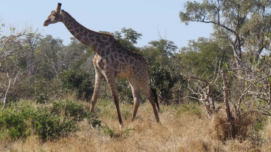 Victoria Falls: Hwange National Park Full-Day Safari - What the $300 price really covers