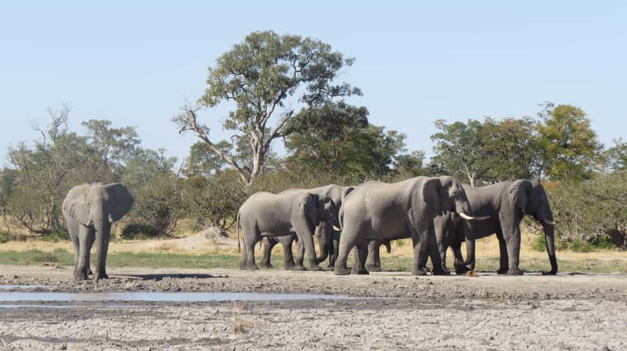 Victoria Falls: Hwange National Park Full-Day Safari - Who should book this safari