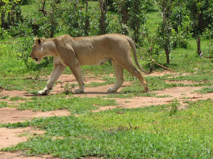 Victoria Falls: Hwange National Park Full-Day Safari - The 5:30 am pickup from Victoria Falls