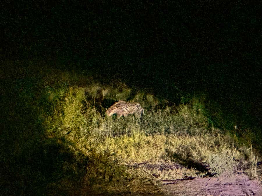 Victoria Falls: Night Game Drive Zambezi National Park - Who will get the most from this evening