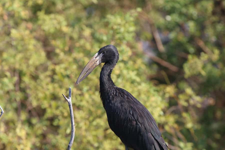 Victoria Falls: Private Zambezi River Birdwatching Safari - Key points to know before you book