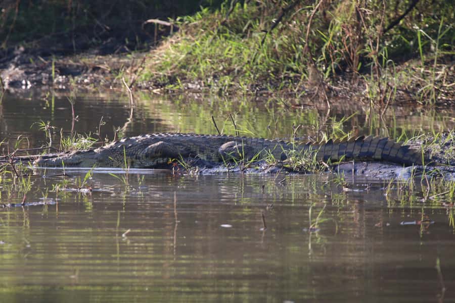 Victoria Falls: Private Zambezi River Birdwatching Safari - Searching the shaded banks for African Finfoot