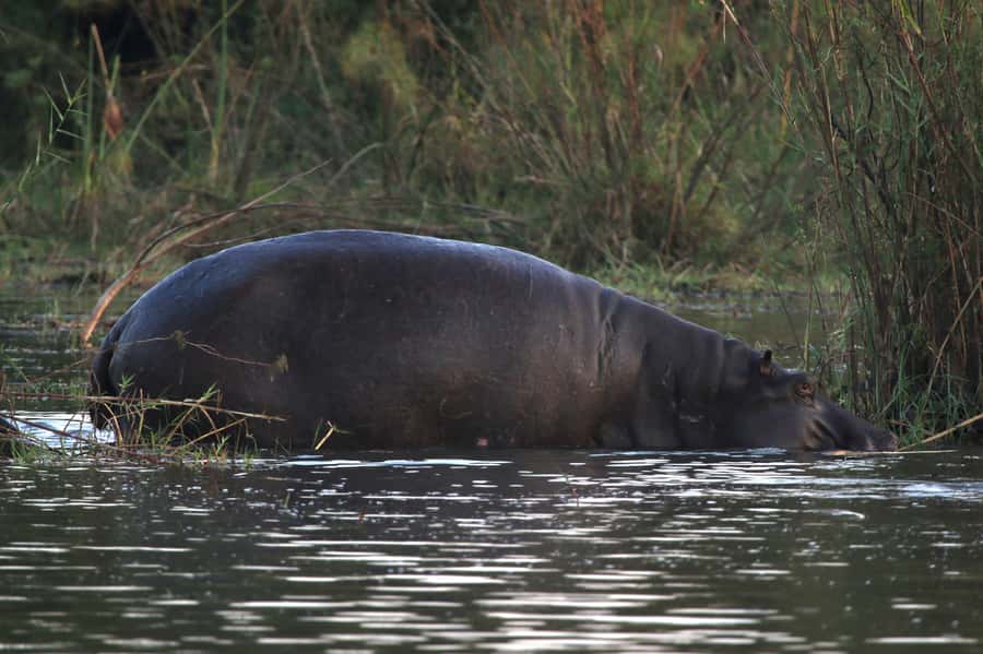 Victoria Falls: Private Zambezi River Birdwatching Safari - Sandbanks, rocks, and seasonal visitors