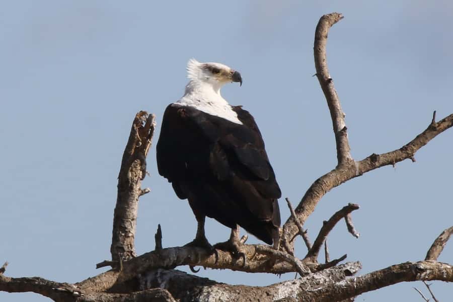 Victoria Falls: Private Zambezi River Birdwatching Safari - Looking up for raptors and the Pel’s Fishing-Owl