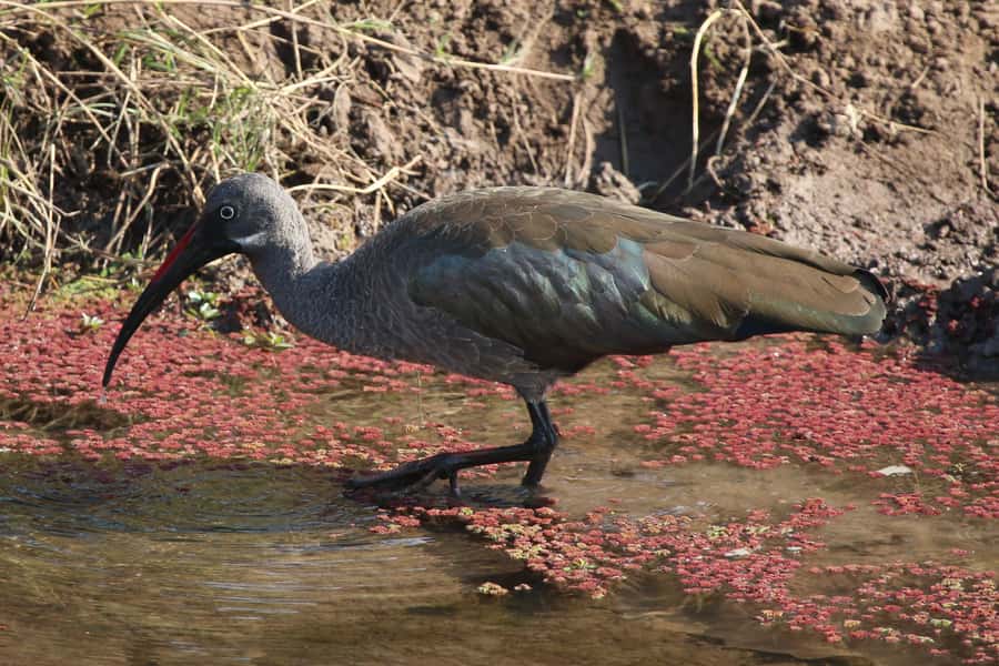 Victoria Falls: Private Zambezi River Birdwatching Safari - Morning light, coffee, and sunset views