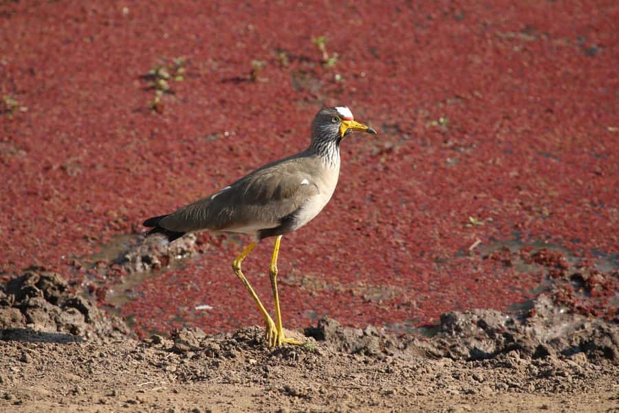 Victoria Falls: Private Zambezi River Birdwatching Safari - What the $80 price buys you