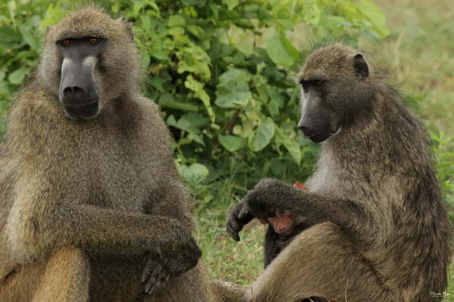 Victoria Falls Safari with Lunch and Sunset Cruise - 7:00 AM in Zambezi National Park