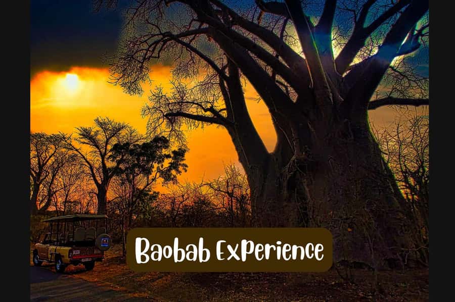 Victoria Falls: Vulture Safari and Bush Walk - A safari ride that begins in Victoria Falls town
