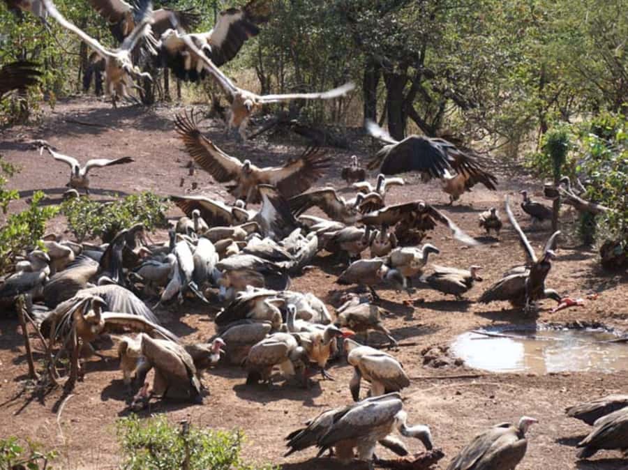 Victoria Falls: Vulture Safari and Bush Walk - Wildlife watching from the open 4x4