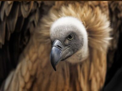 Vulture Safari and Bush Walk