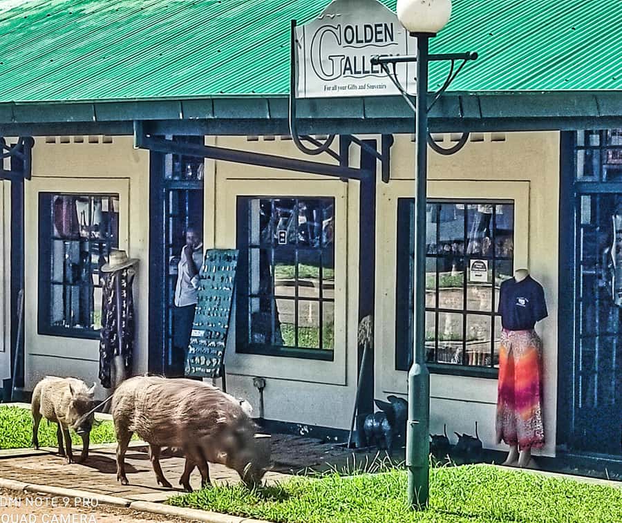 Victoria Falls: Vulture Safari and Bush Walk - Walking to the shaded vulture hide