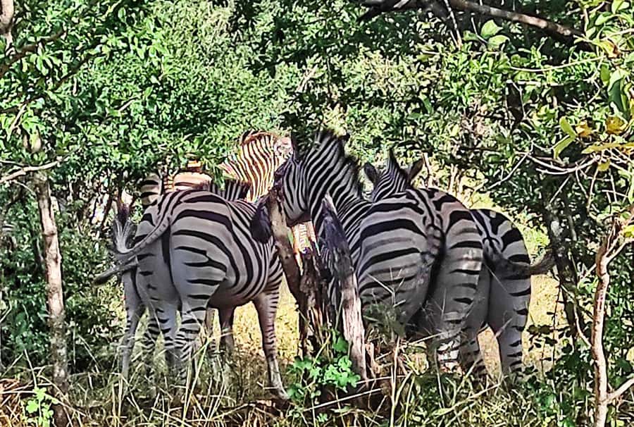 Victoria Falls: Vulture Safari and Bush Walk - How the short timing affects the experience