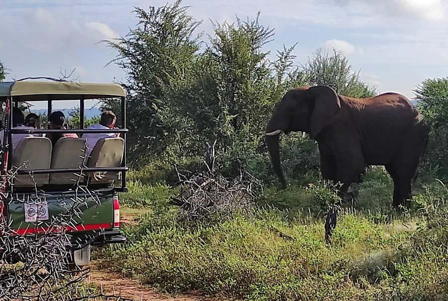Victoria Falls: Vulture Safari and Bush Walk - Who should book this experience?