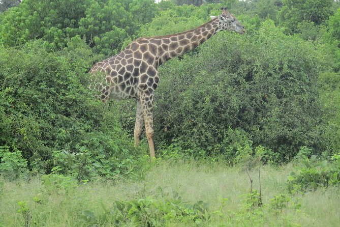 Victoria Falls: Whitewater Rafting + Chobe Safari Combo - Transfers, border planning, and group size