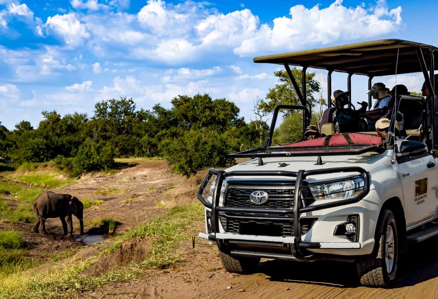 Victoria Falls: Zambezi National Park Game Drive - Morning light, afternoon warmth, and animal activity