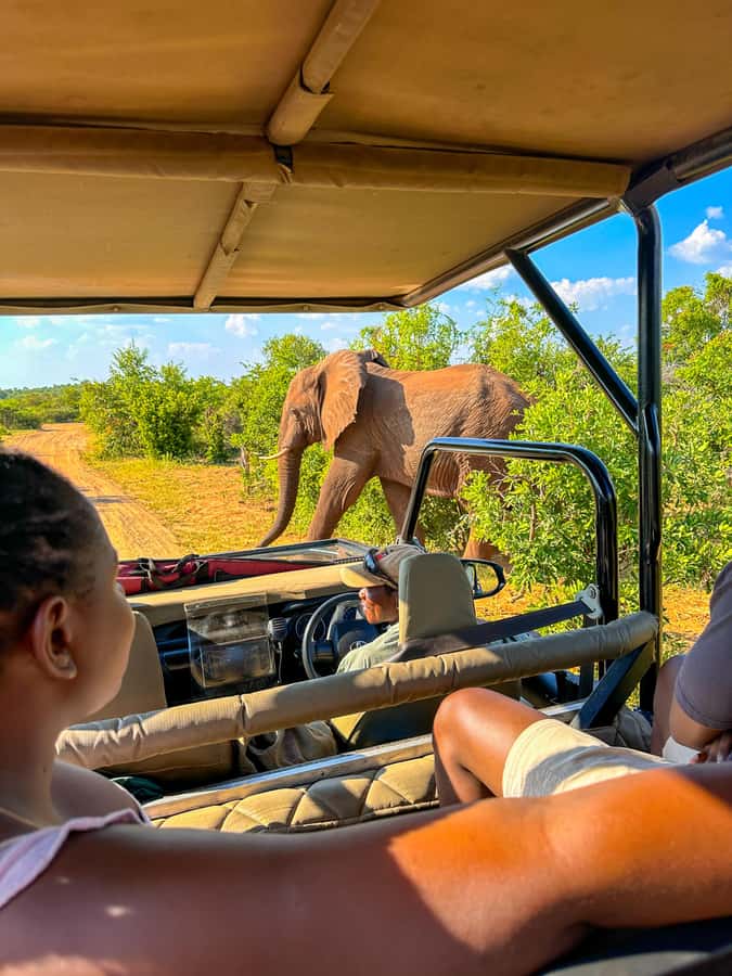 Victoria Falls: Zambezi National Park Game Drive - What you might see along the route