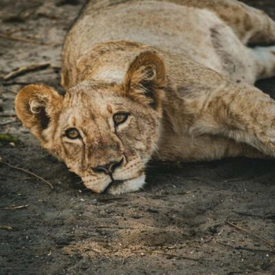 Zambezi National Park Game Drive
