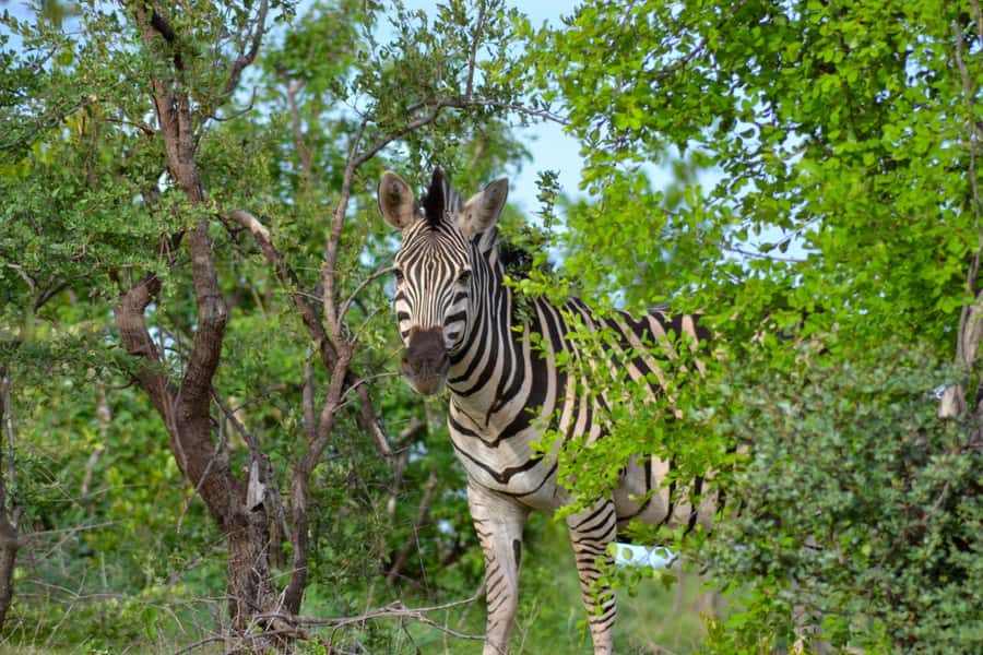 Victoria Falls: Zambezi National Park Game Drive - Why the three-hour schedule needs some flexibility