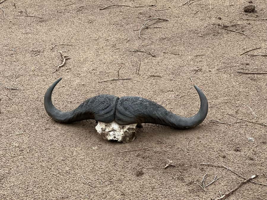Zambezi 3hr Game Drive - A three-hour look at Zambezi National Park