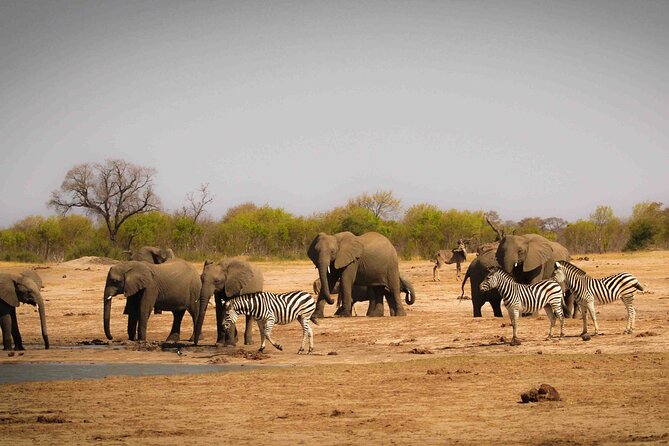 Zambezi National Park AM or PM Game Drive - The guide can shape the whole experience