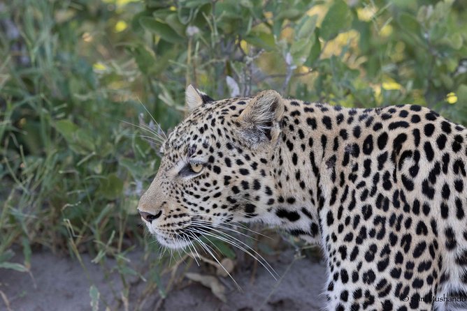 Zambezi National Park Game Drive AM /PM - Key points before you book