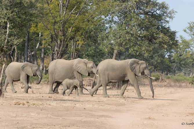 Zambezi National Park Game Drive AM /PM - A quick ride from Victoria Falls to the bush