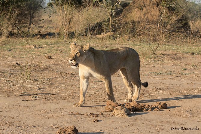 Zambezi National Park Game Drive AM /PM - Why the guide makes a difference