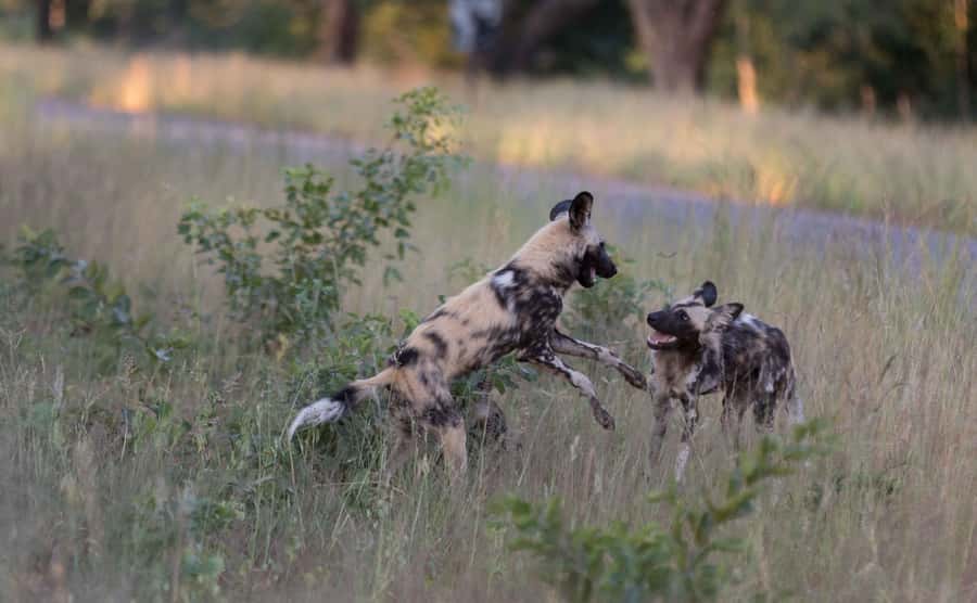 Zambezi National Park Game Drive in a Small Group - Key points at a glance