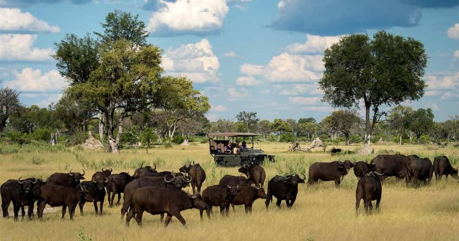 Zambezi National Park Game Drive in a Small Group - Why this short safari works from Victoria Falls