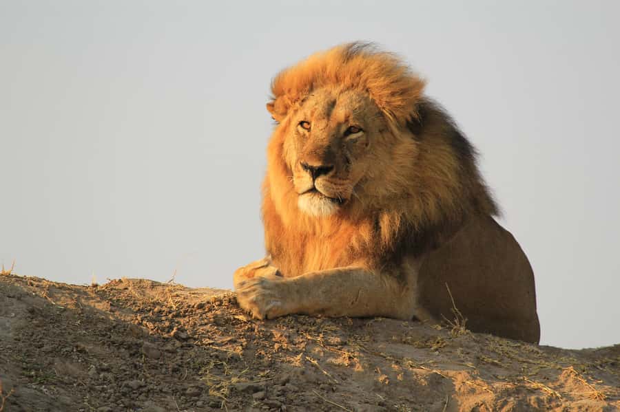 Zambezi National Park Game Drive in a Small Group - What you might see in three hours