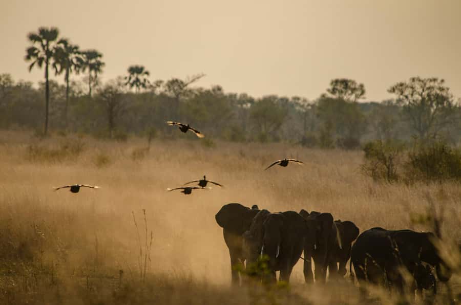 Zambezi National Park Game Drive in a Small Group - How the small group affects the experience