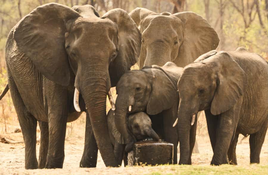 Zambezi National Park Game Drive in a Small Group - Should you book the Zambezi National Park game drive?