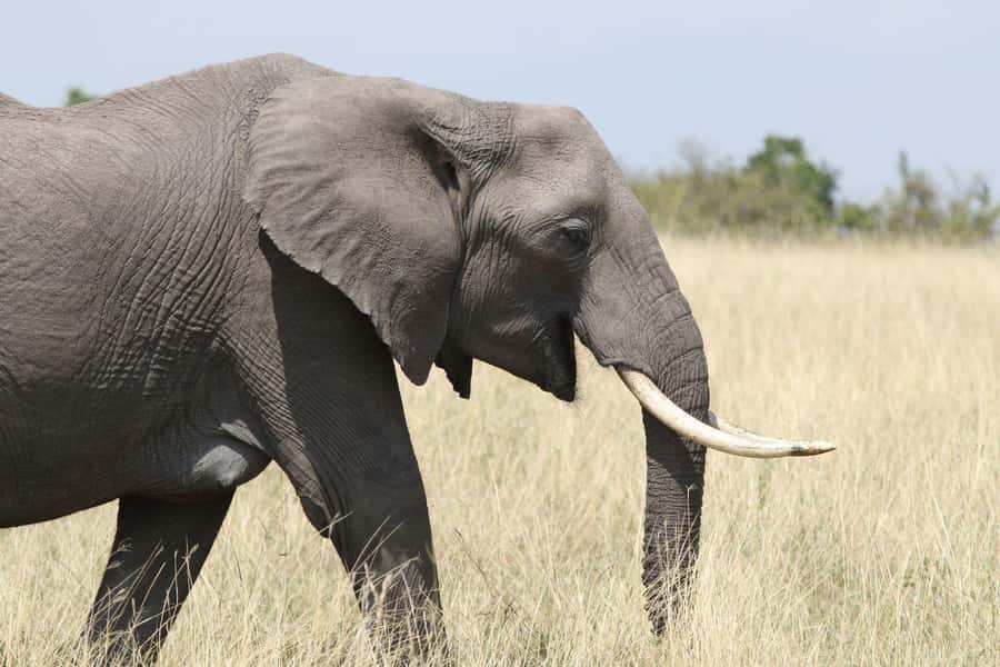 Zambezi National Park Private Wildlife Safari (4 - 10 hours) - Entering Zambezi National Park from Victoria Falls