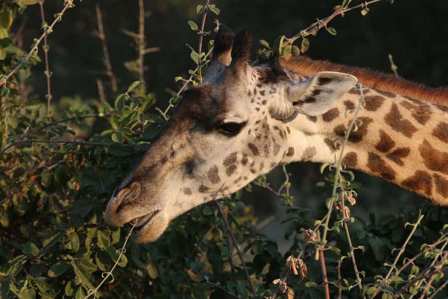 Zambezi National Park Private Wildlife Safari (4 - 10 hours) - Searching the shrubland and savannah
