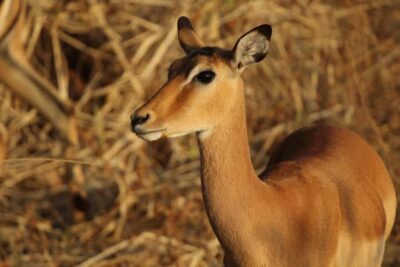 Zambezi National Park Private Wildlife Safari (4 – 10 hours)