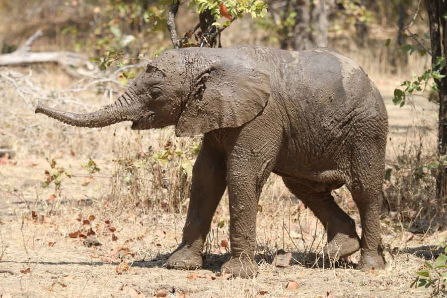 Zambezi National Park Private Wildlife Safari (4 - 10 hours) - Animals you are most likely to see