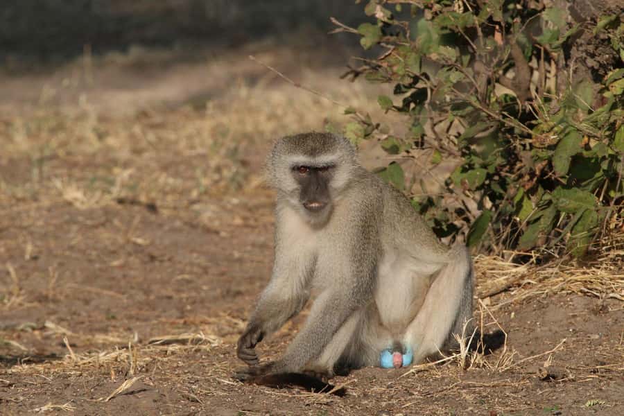 Zambezi National Park Private Wildlife Safari (4 - 10 hours) - Why birdwatchers should consider the rainy season