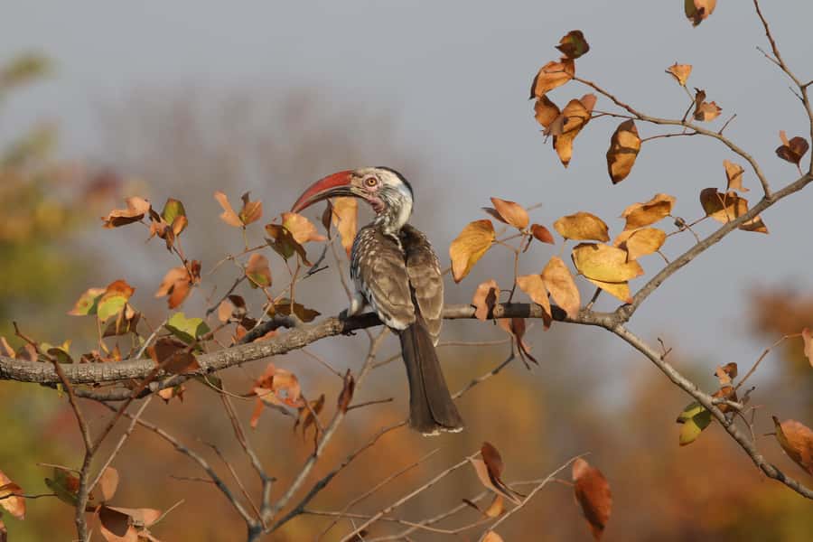 Zambezi National Park Private Wildlife Safari (4 - 10 hours) - Guides, vehicle, and the feel of a private safari