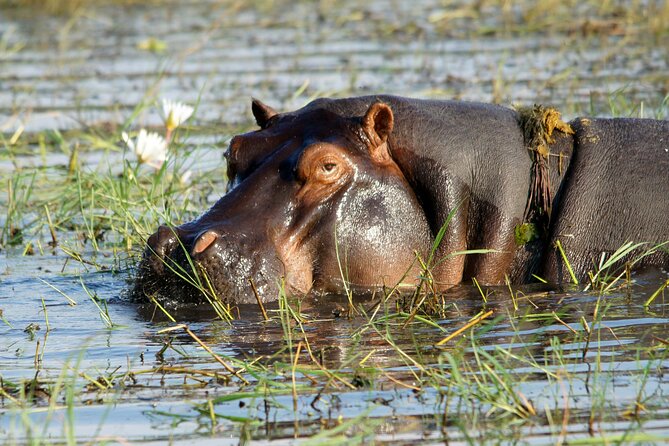 Zambezi Sunset Cruise – Wildlife, Drinks & Breathtaking Views - What the crew adds to the ride