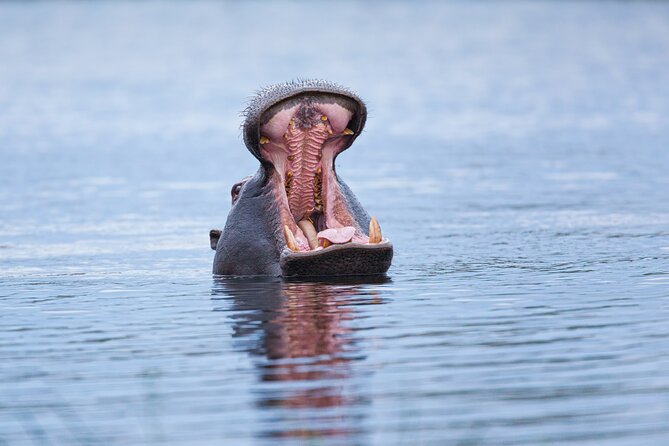 Zambezi Sunset Cruise – Wildlife, Drinks & Breathtaking Views - Who will enjoy this Zambezi cruise most